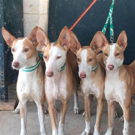 venta de podencos andaluces en madrid|Podenco Andaluz Maneto Los Verdiales Venta Talla。